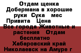 Отдам щенка Добермана в хорошие руки. Сука 5 мес. Привита › Цена ­ 5 000 - Все города Животные и растения » Отдам бесплатно   . Хабаровский край,Николаевск-на-Амуре г.